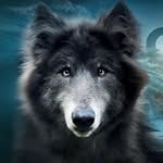 my_blue_wolf_ profile picture