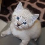 my_foster_babies profile picture