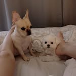 my_puppieslife profile picture