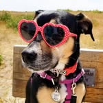 myawkwarddog profile picture