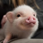 mybestfriendhank profile picture