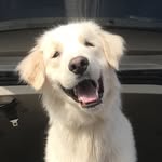 myblindpal profile picture