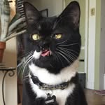 mycat_george profile picture