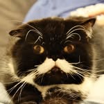 mycatkyle profile picture