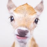 mydeerlittlepony profile picture