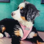 myfavoritepieandsix profile picture
