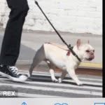 myfrenchiefriends profile picture