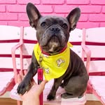 myfrenchienamedblue profile picture