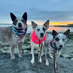 myislandheelers profile picture