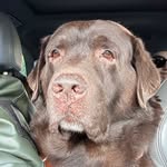 mylabrachildren profile picture