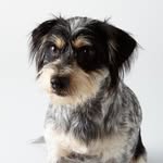 mylittlemurphy profile picture