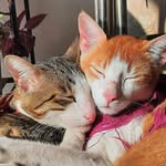 mylo_and_ginger profile picture