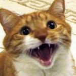 mylothecat profile picture