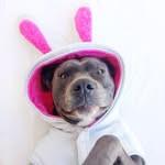 mypitbullfriend profile picture