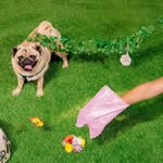 mypoopsydaisy profile picture