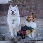 myspoiledpups profile picture