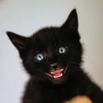myster.blackcat profile picture