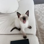 myyyloooo profile picture