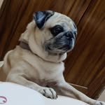 n.manoj369 profile picture