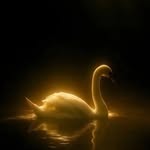 n10_zpp profile picture