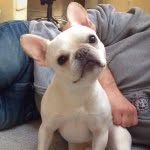 nachodogg profile picture