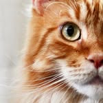 nachoflay profile picture