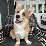 nachoordinarycorgi profile picture