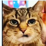 nadezier.sirbir141 profile picture