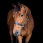 nadjaseidl.photography profile picture