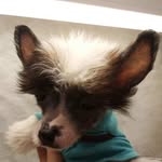 nakednoodlesig profile picture