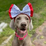 nala.the.weim profile picture