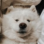 nala.thesamoyed profile picture