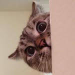 nala_cat