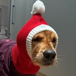 nalathegoldenretrievr profile picture
