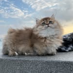 namibbbbbg profile picture