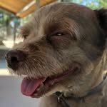 namupalm profile picture