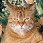 nanoosontheloose profile picture