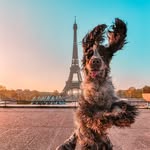 narcos_cockerspaniel profile picture
