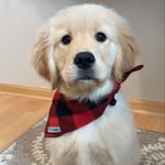 nashypaws profile picture