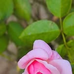 nasirsha58 profile picture