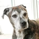 nasthepitbull profile picture
