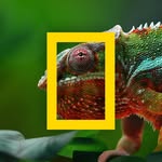 natgeoau profile picture