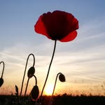 nathaliegouet profile picture