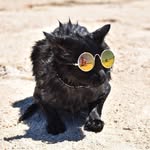 nathan_thebeachcat profile picture