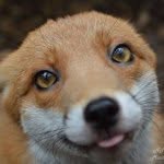 nationalfoxwelfaresociety profile picture