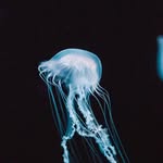 natural_iconicc profile picture