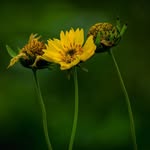 naturalviews47 profile picture