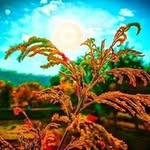 naturalvines2.0 profile picture