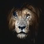 natureinmemes profile picture
