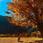 natureo_phile profile picture